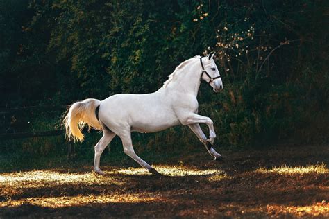 'horse' Search .
